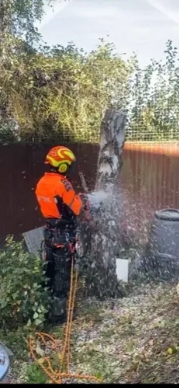 Tree surgeon cutting a tree down