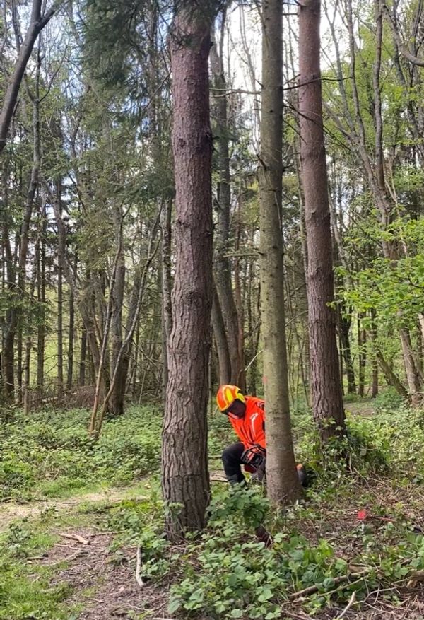 Tree Surgeon positioned to fell a tree.