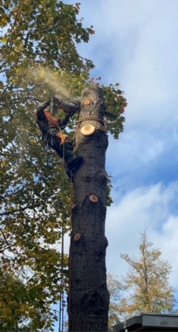 Tree Surgeon logging a tree down