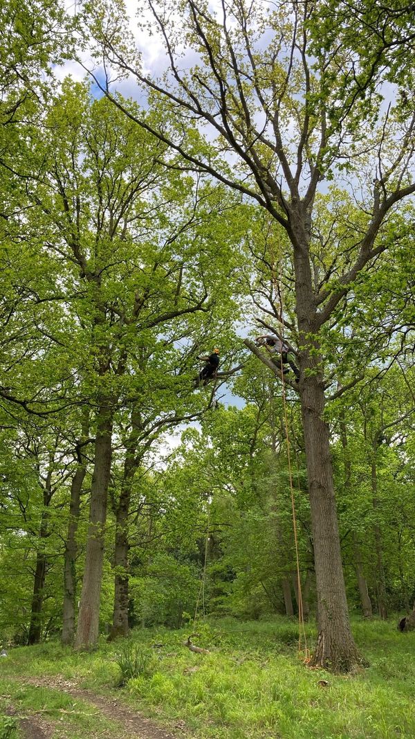 Arborist reducing trees.