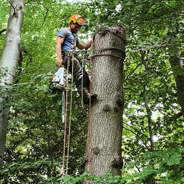 Tree surgeon  on spikes on a tree