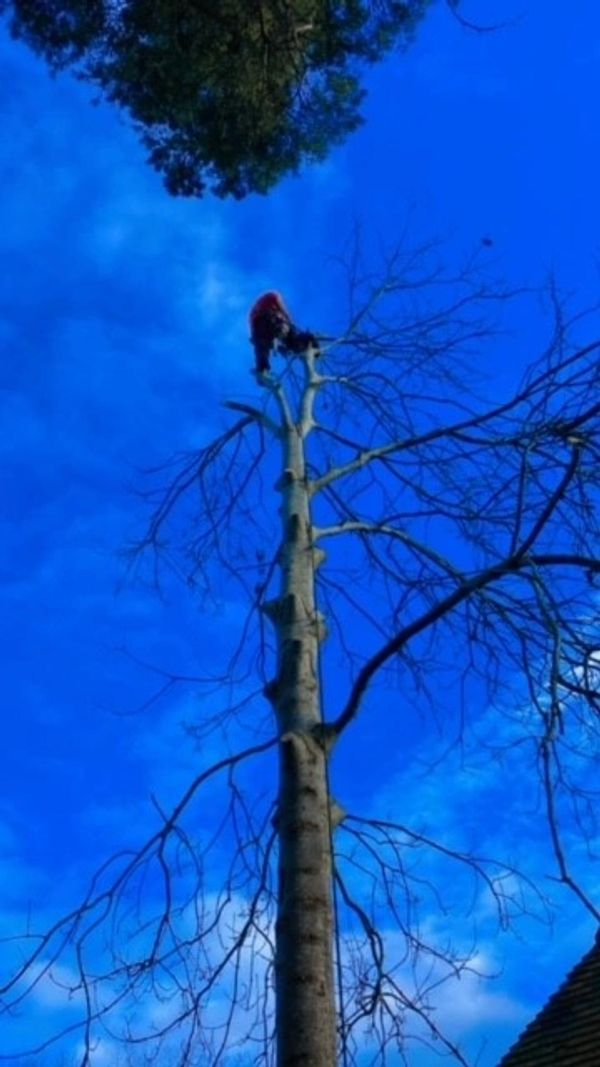 Ash tree sectional fell.