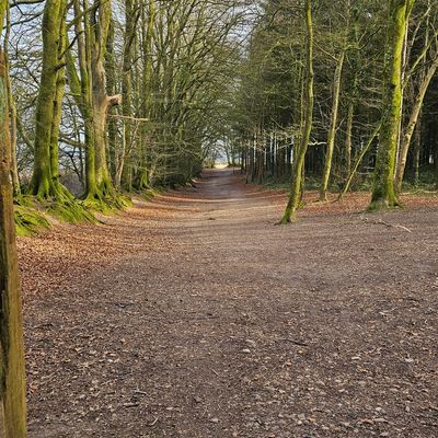 A serene forest path lined with mossy trees and fallen leaves.