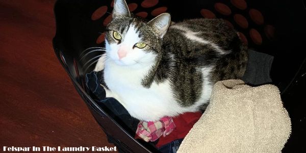 Felspar The Cat in the Laundry Basket