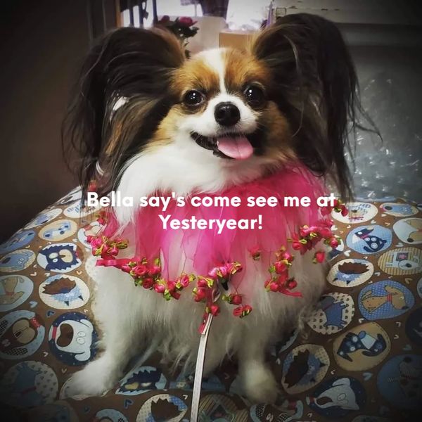 Ms Bella!  Our beautiful gaurd dog! lol