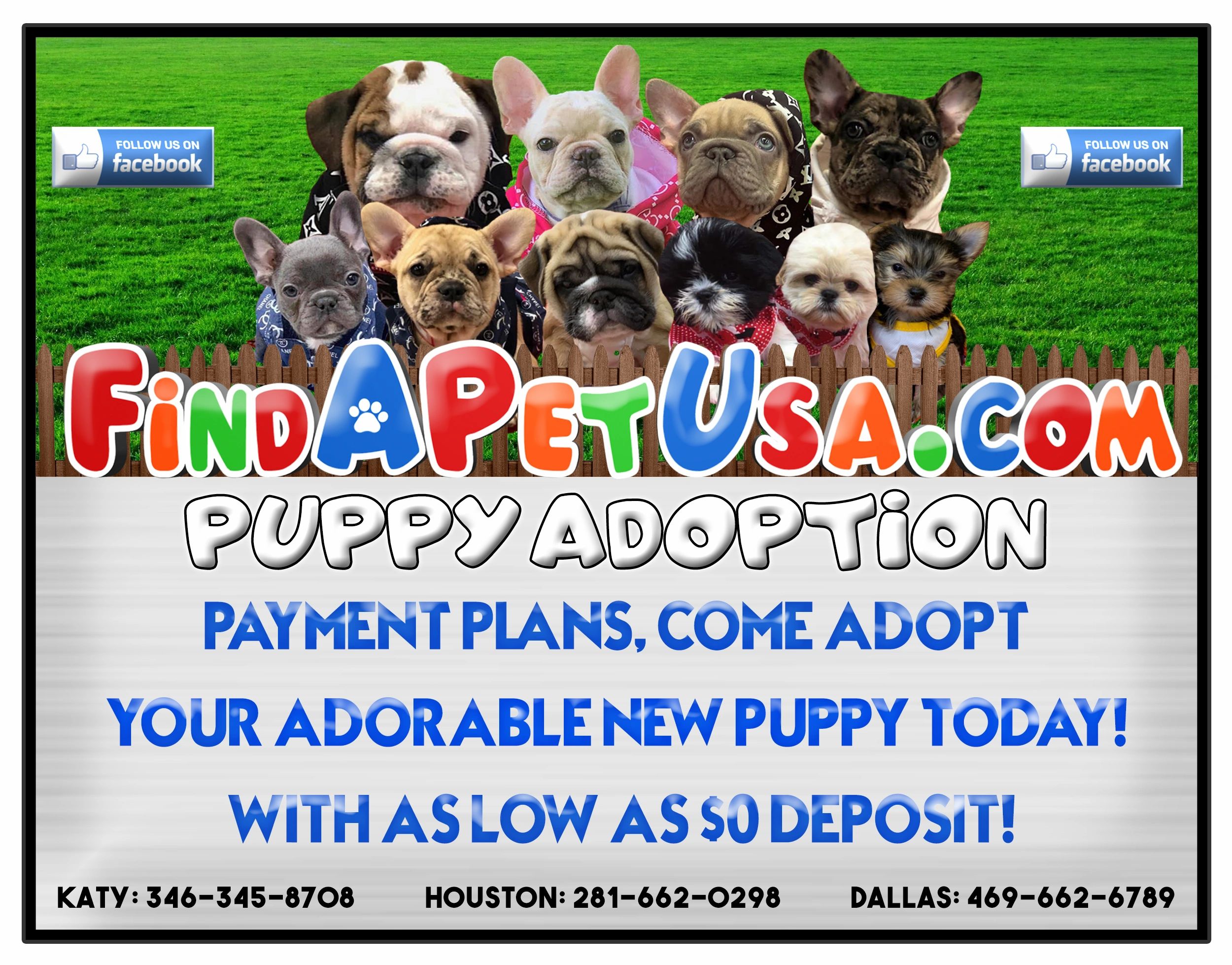 today's pets available puppies