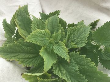 Fresh or Dried Nettles, Refreshing Tonic, Supports Allergy Relief, Iron Rich, been known to Build Placenta during Pregnancy