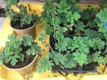 Beautifully Scented Rose Geranium Starts