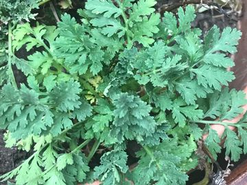 Feverfew, beautiful small daisy like Flowers, leaves can be chewed to support Migraine Relief