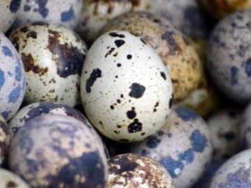 Cortunix Quail Eggs