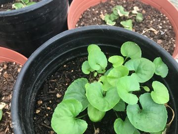 Violet Leaves can be added to Salad for Lymphatic Support, Shade Plant, Ground Cover, Delicate, Edible Purple Flowers