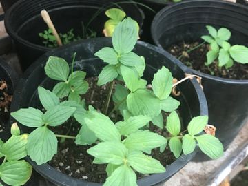 Rare Botanical Valerian for Relaxation and Supports Sleep