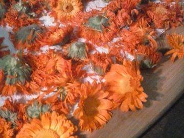 Calendula Flowers, Fresh or Dried for Homemade Recipes, Skin Salves, Smooths Wrinkles