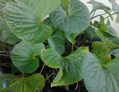 Specialty Nursery Plants