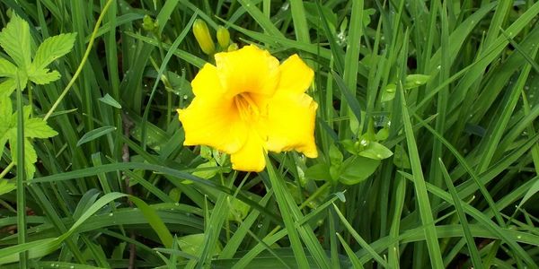 Photo of daylily