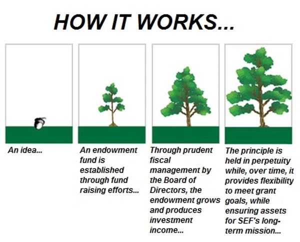 Illustration of how an endowment grows (seedling to full size tree)