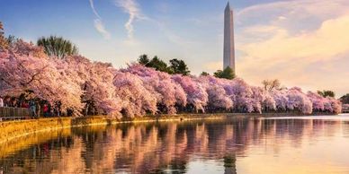 Washignton DC Cherry Blossoms and Monument