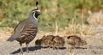 Quail Family - Photographed by: Neighbor, Spring 2015