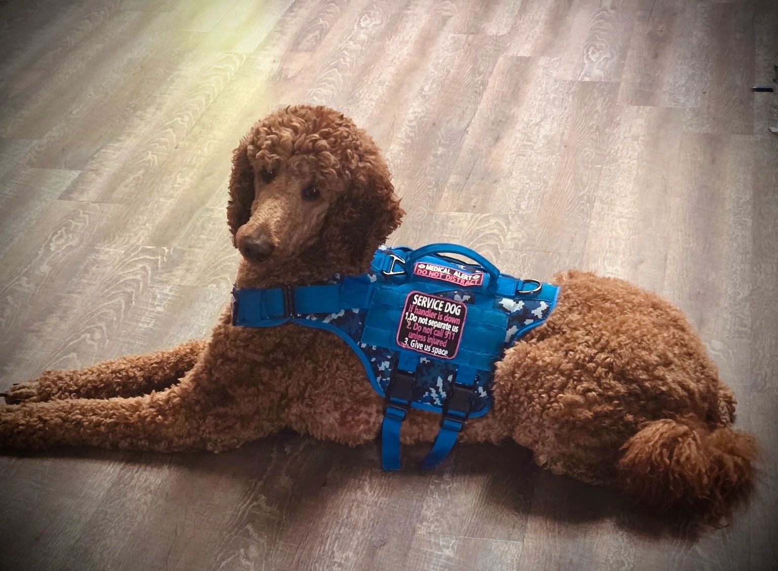O’Malley - Service Dog