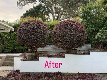 Two large, neatly trimmed round bushes in wooden planters labeled 'After'.