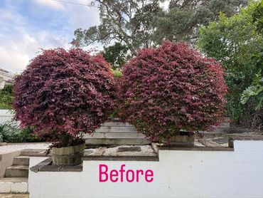 Two large, bushy plants in wooden barrels with 'Before' text.