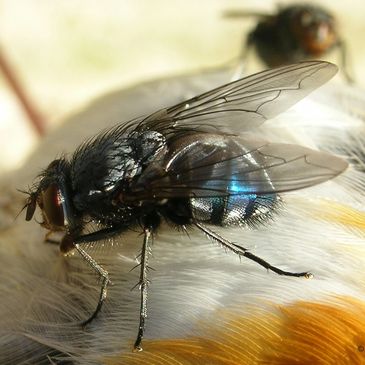Common blowfly Calliphora vicina
