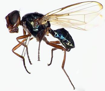 Elassogaster Bigot, 1860