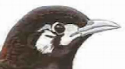 Zoothera erythronota kabaena