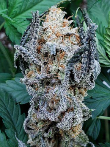 Underdog Urkle
genetics by csi humboldt