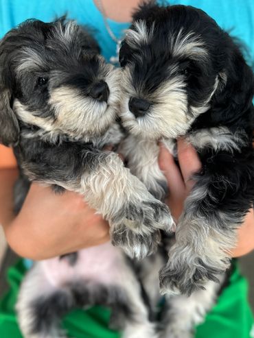 Rubybonnet Miniature Schnauzers' puppies from Norah's first litter.