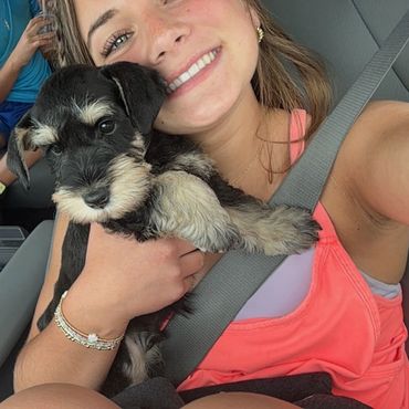 Car rides are a part of the socialization process at Rubybonnet Miniature Schnauzers.