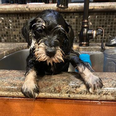 Bathtime begins in our kitchen sink for Rubybonnet Miniature Schnauzer puppies.