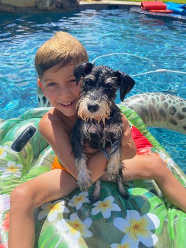 Pool time fun with our Rubybonnet Miniature Schnauzer.