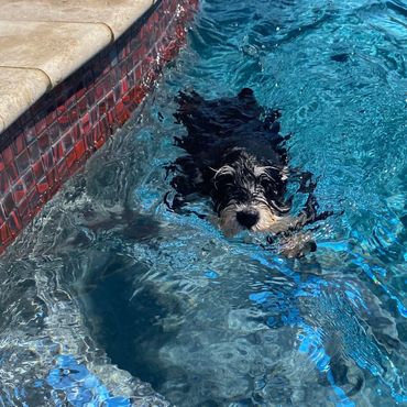 Rubybonnet Miniature Schnauzers love to swim!