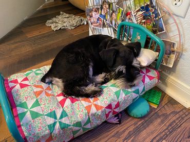 Doll beds make nice puppy beds for our miniature schnauzers when they're tuckered out from playtime.