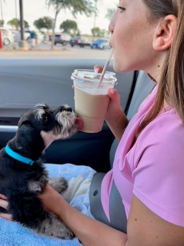 A quick trip to Costco on a hot day made this condensation a sweet treat for our mini schnauzer pup.