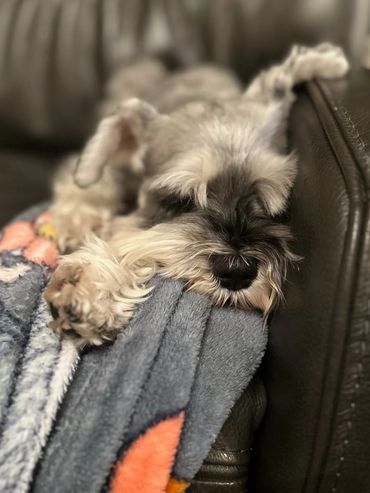 Ruby, our salt and pepper miniature schnauzer who ignited our passion for the breed.