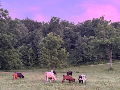 Cows grazing in a field at sunset.