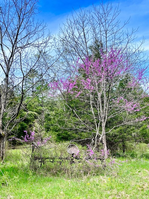 A tree with purple blossoms stands near an old rusted metal structure in a grassy field.