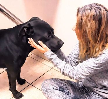 Dog healer in Laguna Beach