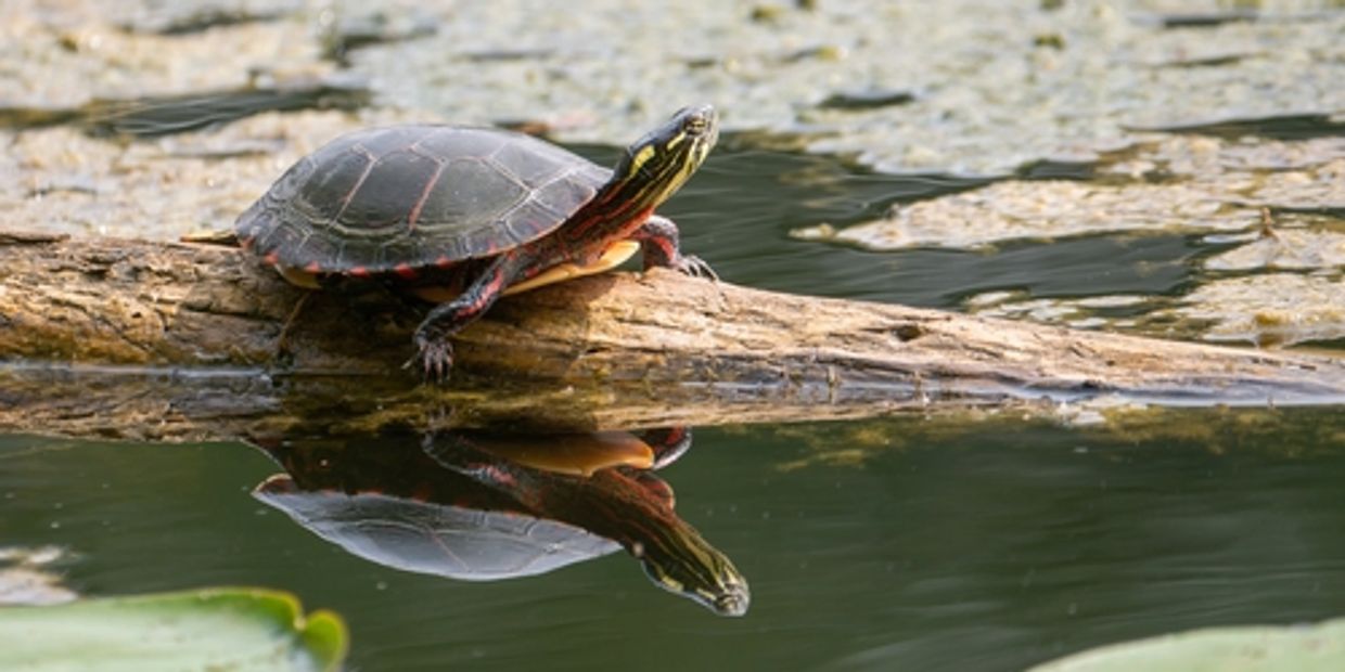 A small river turtle basking on a log in a lagoon filled with water and moss.