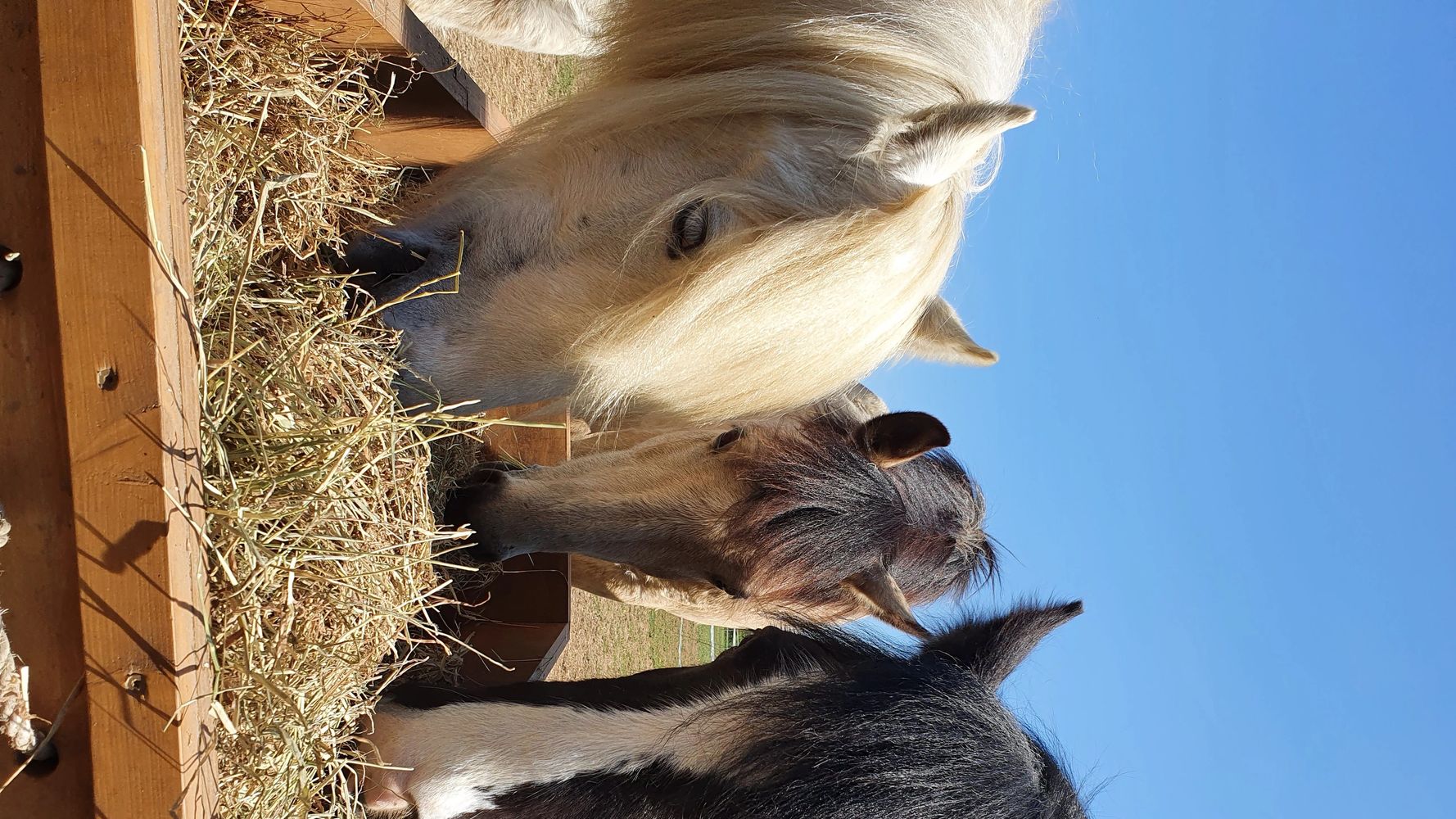 Three horses grazing together in an open field with a blue sky