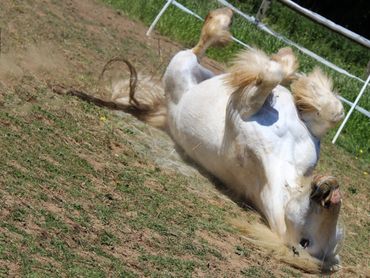 a white pony rolling in a field