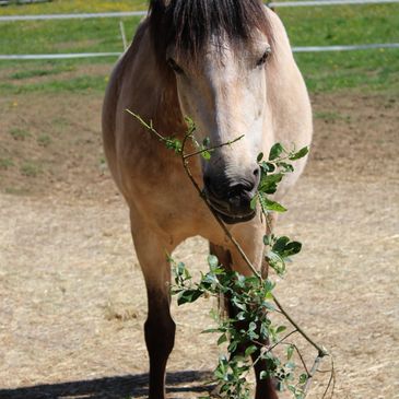 a tan pony eating a willow branch