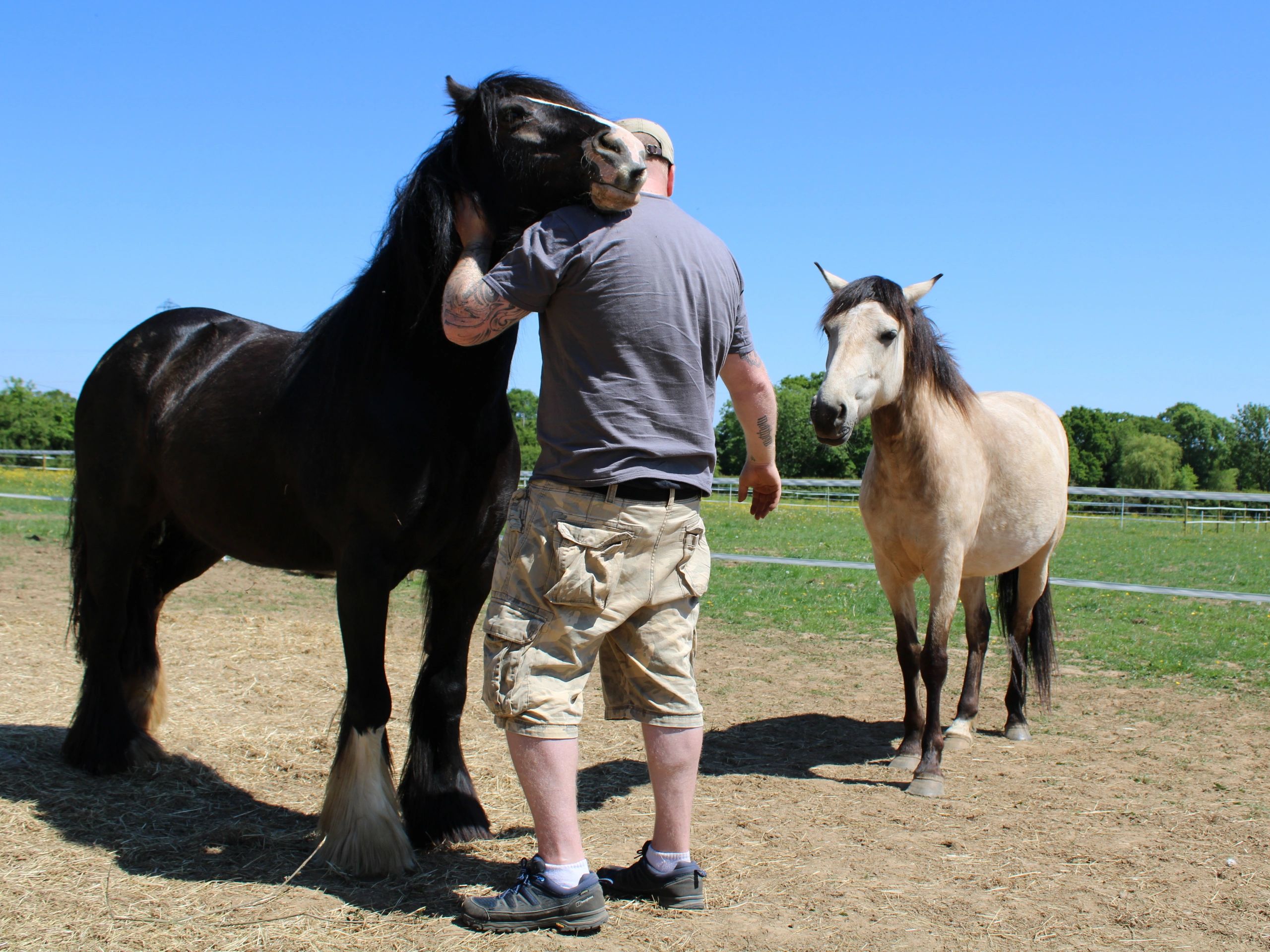 a man having a cuddle with a black pony whilst a buckskin pony looks on