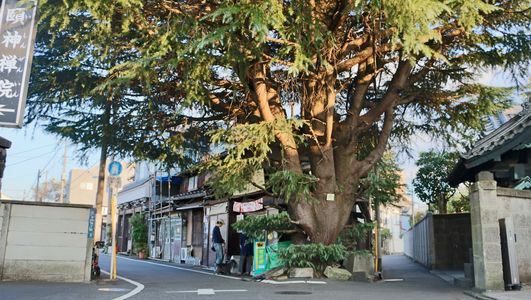 Himalayan cedar tree in Yanaka, Tokyo, Japan