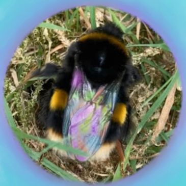 Another picture of our rainbow winged bumble bee friend