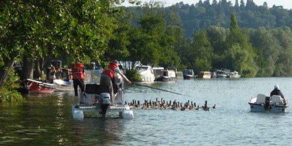 People on boats near a group of ducks on a calm river surrounded by trees.
