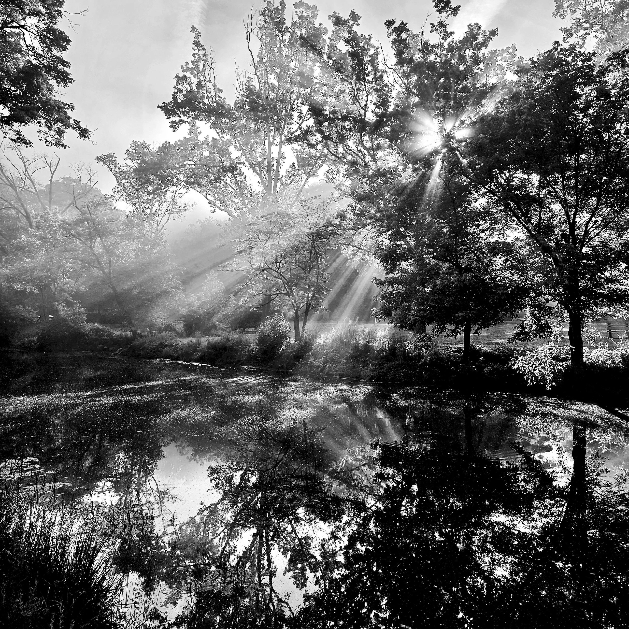 Great Falls, Sunlit Trees Series
Available on Canvas, Aluminum or Archival Paper