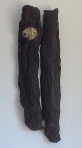 Two trees with an owl peeking out